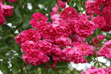
Bright pink little roses bloom on a garden fence in summer
