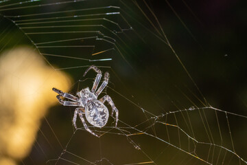 А spider that sits on the web