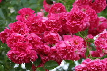 
Bright pink little roses bloom on a garden fence in summer