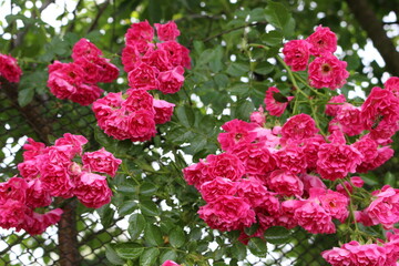 
Bright pink little roses bloom on a garden fence in summer