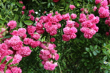 
Bright pink little roses bloom on a garden fence in summer