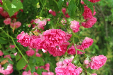 
Bright pink little roses bloom on a garden fence in summer