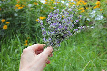 Fototapeta na wymiar Woman hand holding a bunch of lavender flowers on a blurred floral background in the herb garden. Enjoying summer