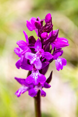 Heart-shaped Marsh Orchid (Dactylorhiza cordigera)