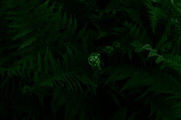 Gloomy dark green large fern leaves background. Top view. Close up. Natural background and eco concept. Moonlight falls on top of leaves.