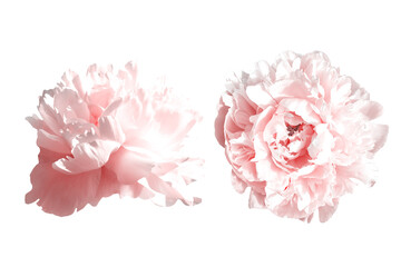 Amazing pink peonies flowers isolated on white background. Large petals on blooming peonies. Delicate shades. Without stems. Close up. Different angle.