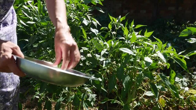 Woman collecting padron peppers from the plants, harvesting time concept