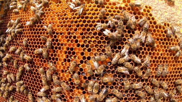 Honeycomb with bees. The bees pack honey comb with bee bread. Apitherapy.