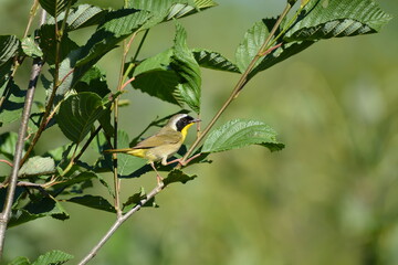 Common male American Yellow throated warbler
