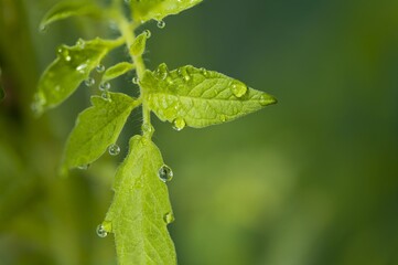 Gorgeous close up macro view of leaf of green tomatoes with morning dew drops in greenhouse. Beautiful green nature backgrounds.