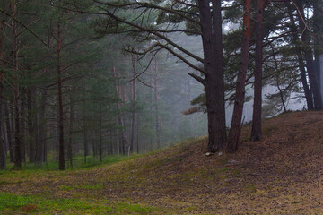 Baltic forest in fog