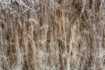 Fototapeta premium Textured dried stalks of cannabis sativa for the production of woven goods