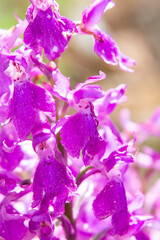 Pine forest Orchid (Orchis pinetorum)