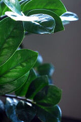 Large green leaves of a home plant in the interior on a dark gray background.