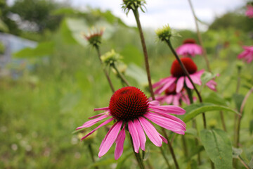 Medicinal plant echinacea flowers against the evening sun in the summer herbal garden. 
