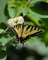 Giant Yellow Swallowtail butterfly