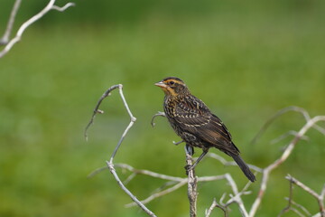 Red-winged Blackbird perched on a branch