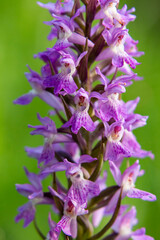 Kalopissis` Marsh Orchid (Dactylorhiza kalopissii)