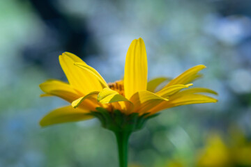 
Bright yellow flower in the early sunny morning on a natural blurred background. Close-up.