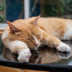 Let sleeping cats sleep, ginger cat asleep on a table