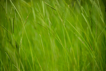 夏の公園の緑色の野草の風景