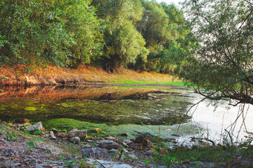 Puddle wilderness nature . Scenery with water's edge 