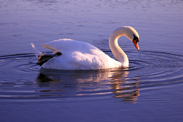 Höckerschwan