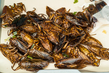 roasted cockroach in a traveling kitchen in chiang mai