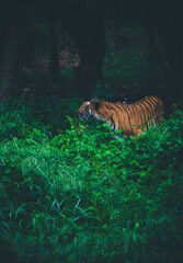 Tiger in jungle