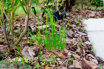 Chinese Chives or leek in a garden