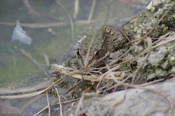 grenouille