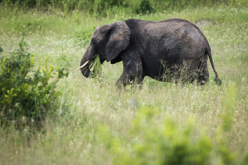 Naklejka na ściany i meble Beautiful elephants during safari in Tarangire National Park, Tanzania.