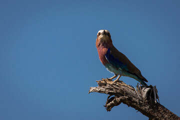 A colorful lilac-breasted roller sitting on tree during safari in Tarangire National Park, Tanzania.