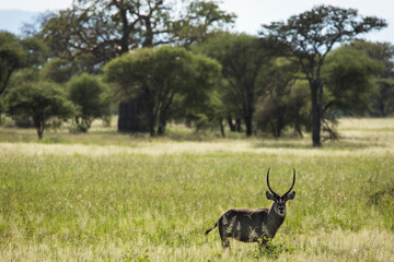 Closeup of Impala image taken on Safari located in the Tarangire, National park, Tanzania.