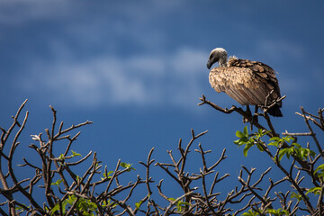 Eagle seating on a tree in safari at Tarangire National Park of Tanzania.
