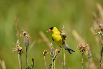 American Goldfinch eating seeds from wild flowers