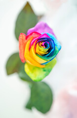 Fototapeta na wymiar Rainbow Rose flower close up lbtg flag