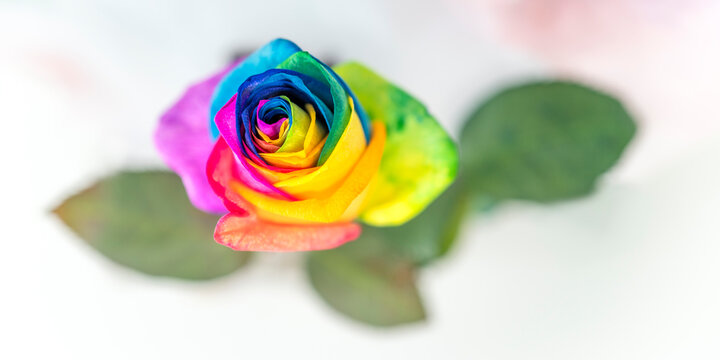 Rose rainbow colored ltbg flag panorama