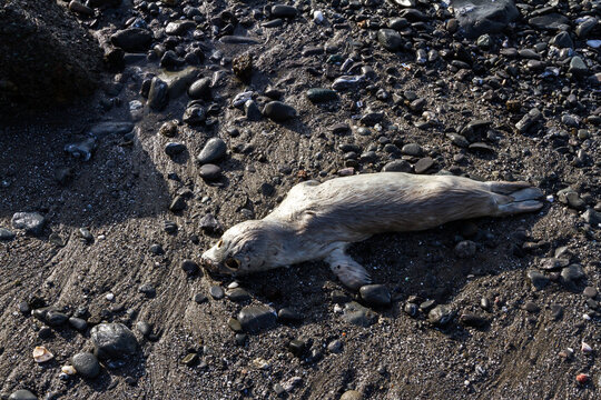 Strong emotional image of a dead baby seal