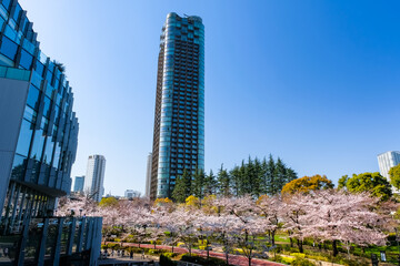 Obraz premium 六本木 東京ミッドタウンの桜