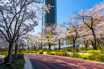 Naklejka premium 六本木 東京ミッドタウンの桜