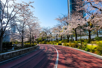 六本木 東京ミッドタウンの桜