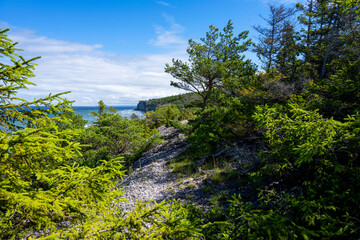 Obraz na płótnie Canvas Forest coastal landscape on sunny summer day