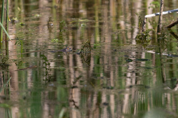 A frog on the surface of a pond among reeds. The frog's head and eyes can be seen.