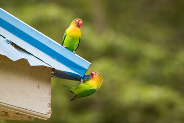 Beautiful colourful lovebirds playing at the roof of the house.