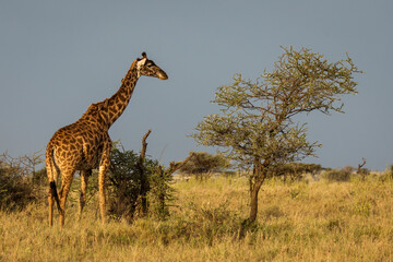 Giraffe with trees in background during sunset safari in Serengeti National Park, Tanzania. Wild nature of Africa..