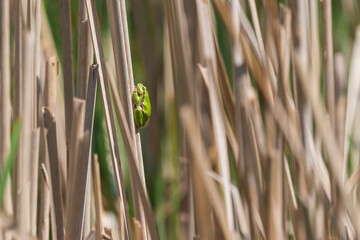 Green tree frog Tree frog - Hyla arborea sitting curled up on a stalk in a reed by a pond.