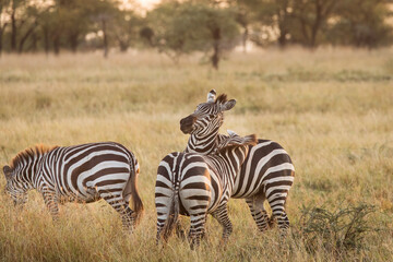 Fototapeta na wymiar African zebras at beautiful landscape during sunrise safari in the Serengeti National Park. Tanzania. Wild nature of Africa..