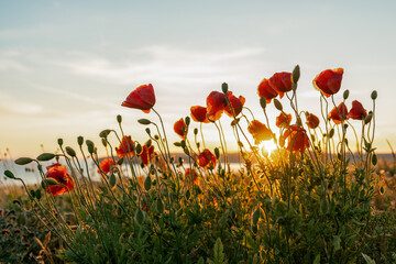 Red poppies with the sun setting behind