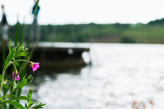 Epilobium hirsutum or Great Hairy willowherb: close-up with bokeh background, selective focus 2